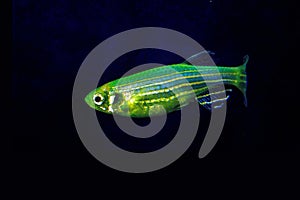 Fluorescent Freshwater Fish,Â Electric Green zebra danio fish